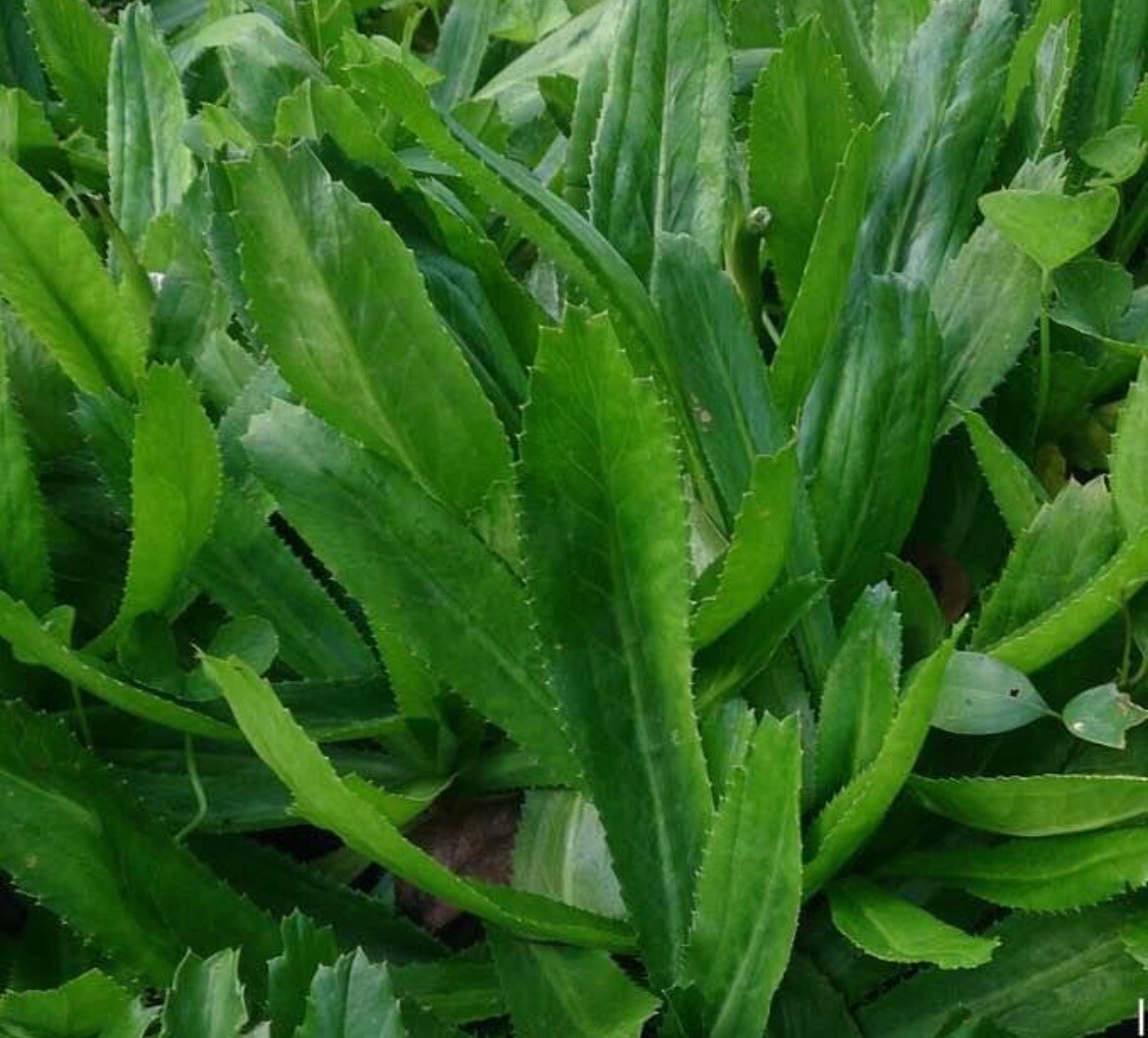 200+ SEEDS CULANTRO MEXICAN CORIANDER DE ALCAPATE CILANTRO ANCHO CULANTRO RECAO