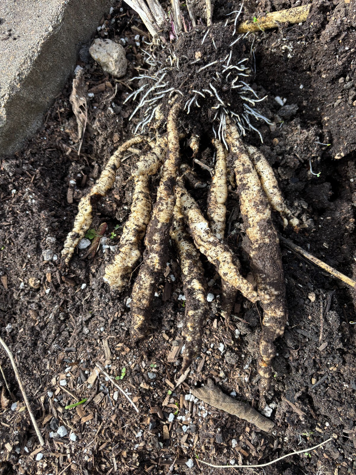 Skirret (Sium sisarum) Perennial Root Vegetable – 25+ Seeds (2024 crop)