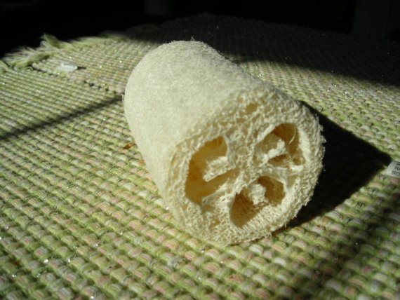 LUFFA SPONGE GOURD SEEDS * DURABLE SPONGES * 12 – 18 INCHES LONG * 7 COUNT PKT.
