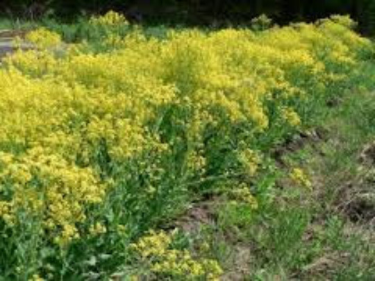 WOAD SEEDS, 100, Chinese Woad, Da qing; Qing dai, Isatis indigotica, Medicinal