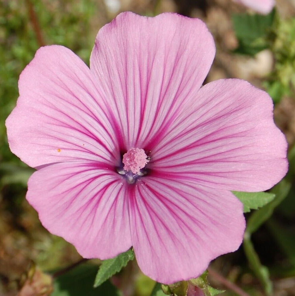 ROSE MALLOW SEEDS 400+ PINK annual FLOWER garden WILDFLOWER Lavatera trimestris