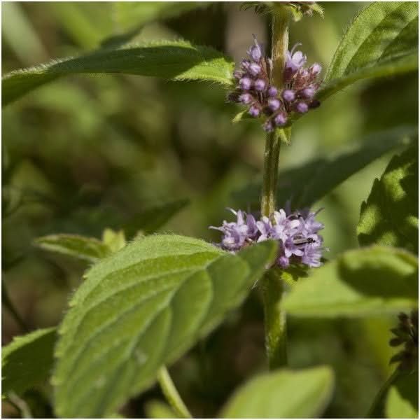 Pennyroyal Mint Seeds For Planting (Mentha pulegium)