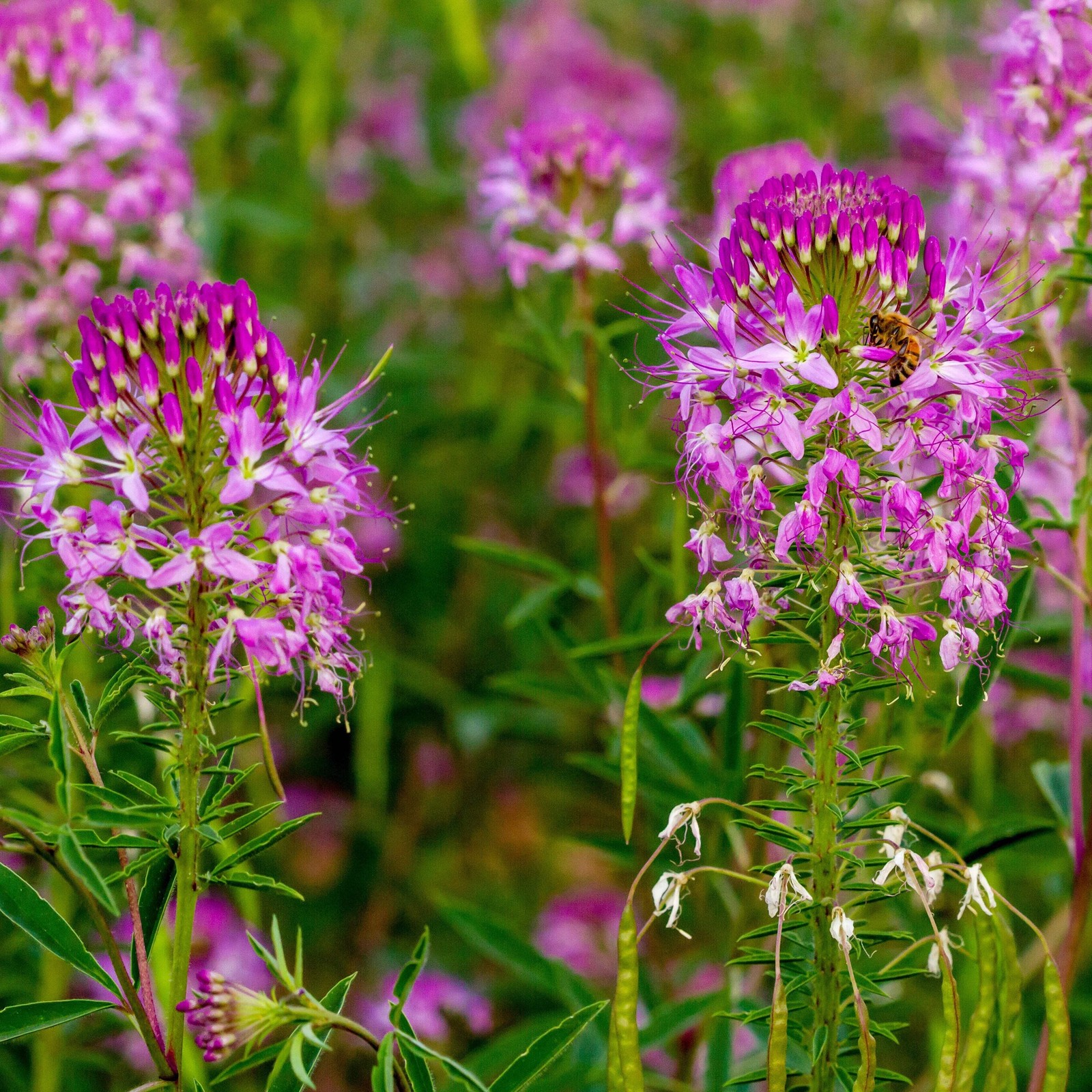 Rocky Mountain Bee Plant Seeds (Cleome serrulata) ~Native Wildflower Garden