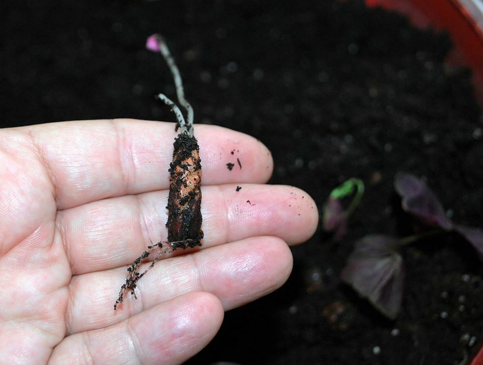 30 – Oxalis Tringularis, Purple Shamrock,Love Plant, Good Luck Plant – bulbs