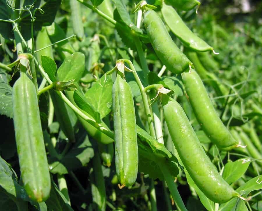 20 CT Organic English Pea Seeds | NON-GMO, 2023 Seeds