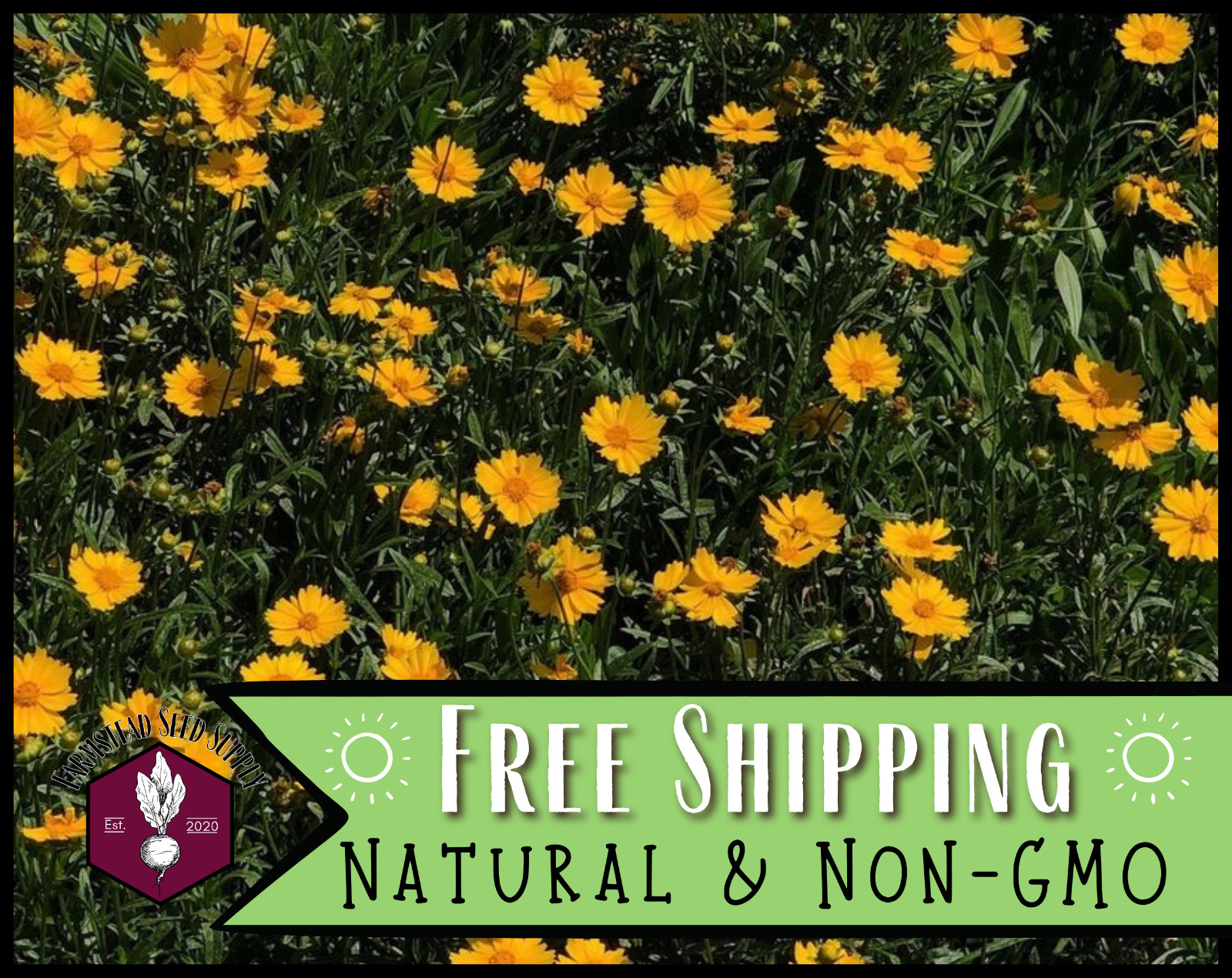 1,100+ Coreopsis [Lance-Leaf] Seeds | Native Perennial Wildflower, Tickseed