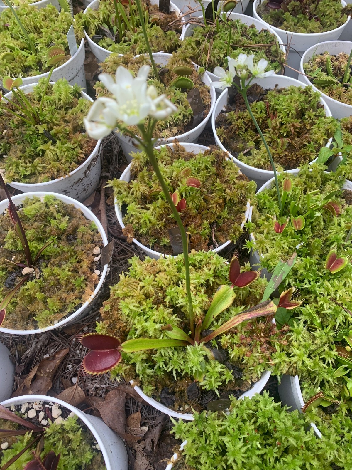 100+ Venus Flytrap seeds + Maxsea plant food