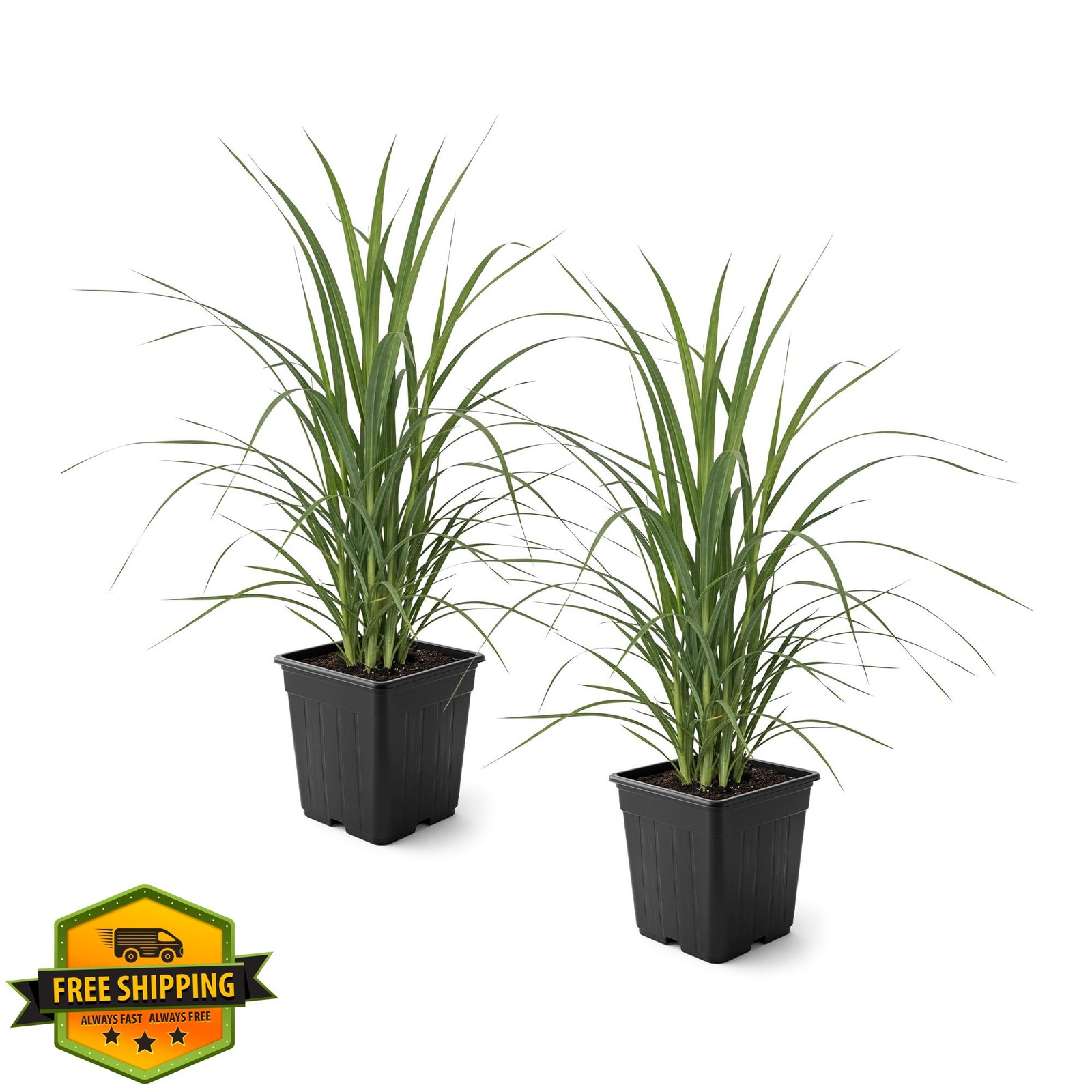 The Three Company Pampas Grass 2 Pack White Pink