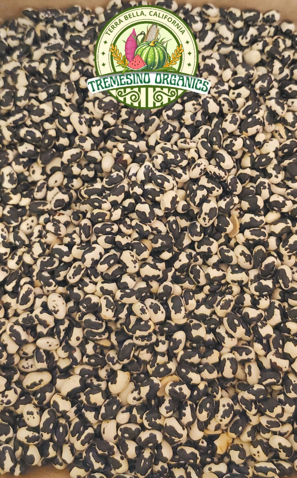 Rare Vaquita Negro Beans, 20 Seeds- Frijol Vaquita Negro de Morelos, 20 Semillas