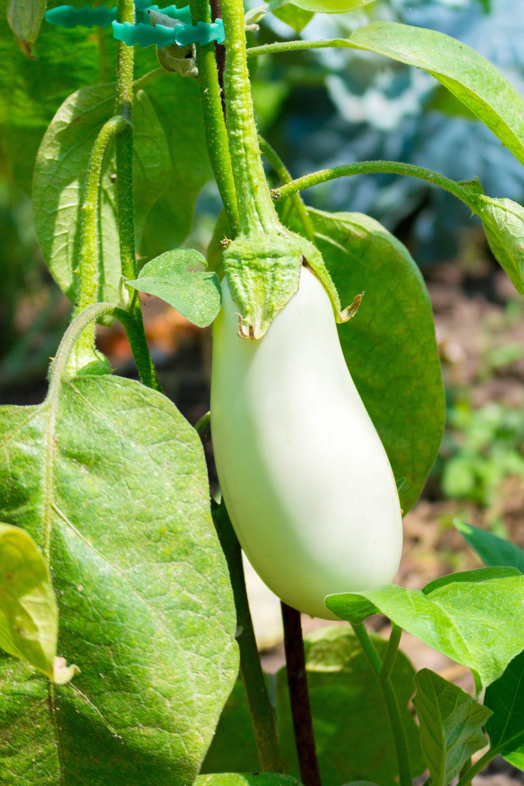 50 CASPER WHITE EGGPLANT Solanum Melongena Fruit / Vegetable Seeds *Combined S/H