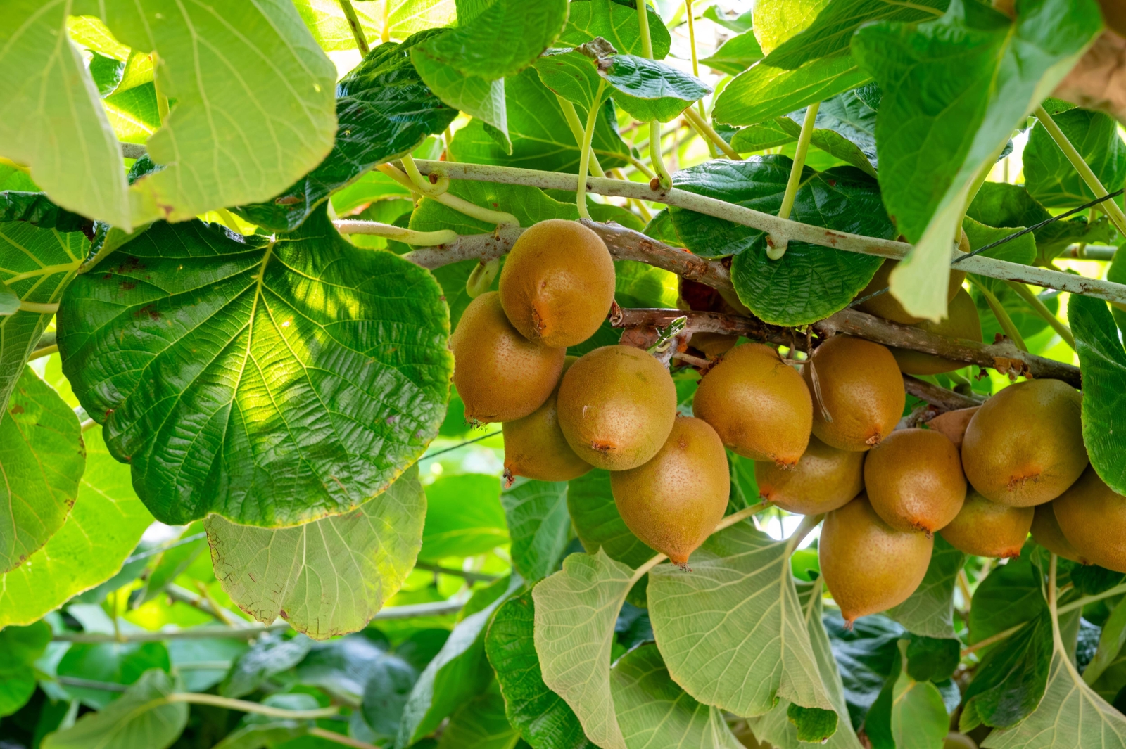 50 GOLDEN KIWI FRUIT Yellow Actinidia Chinensis Kiwifruit Gooseberry Vine Seeds