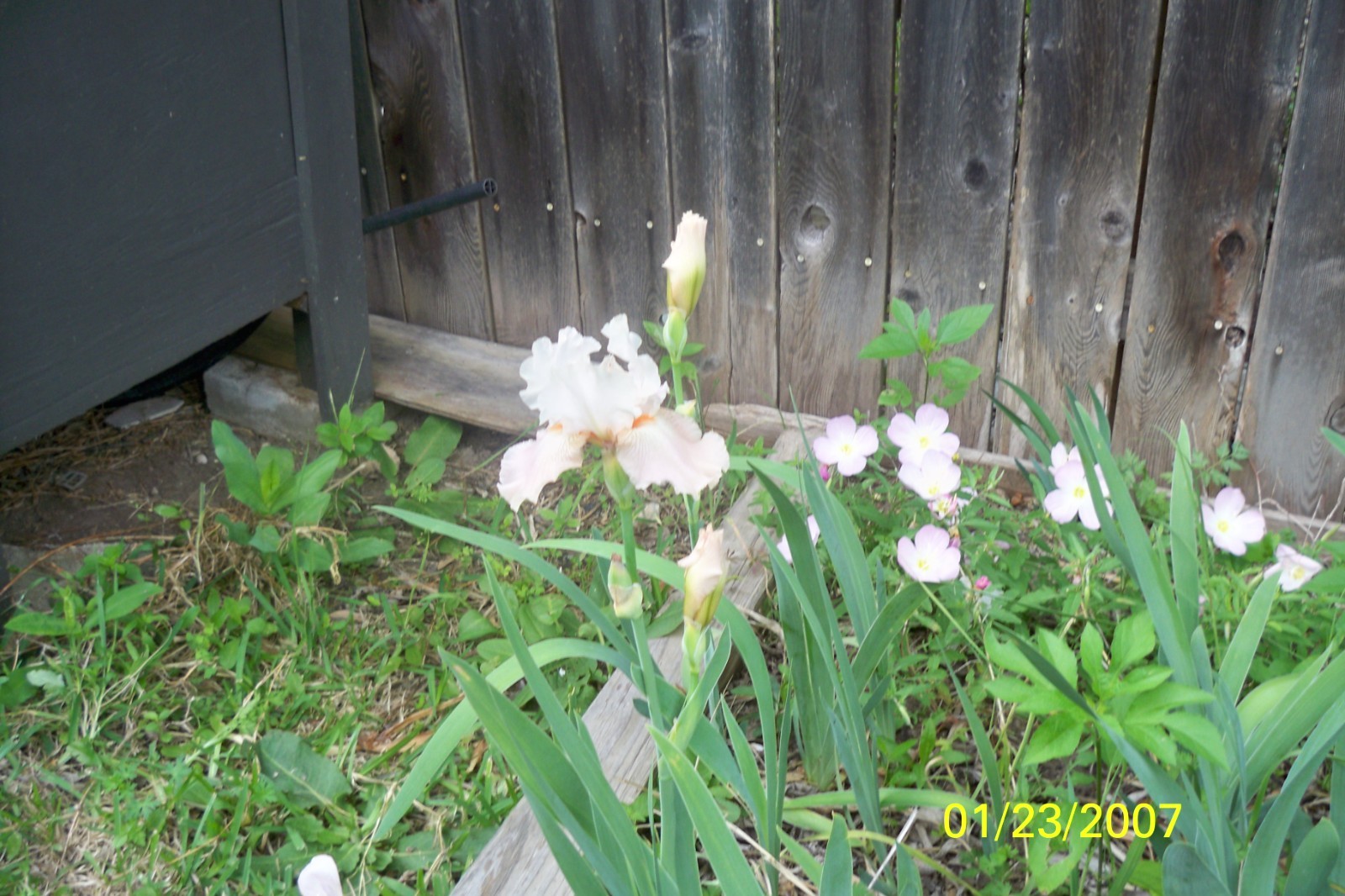 Beautiful Bearded Iris Rhizomes #62