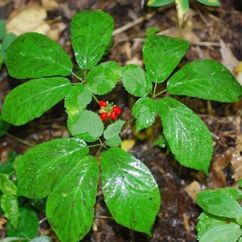 Premium American Ginseng Seeds – Stratified Woodland Botanical – Harvested 2025
