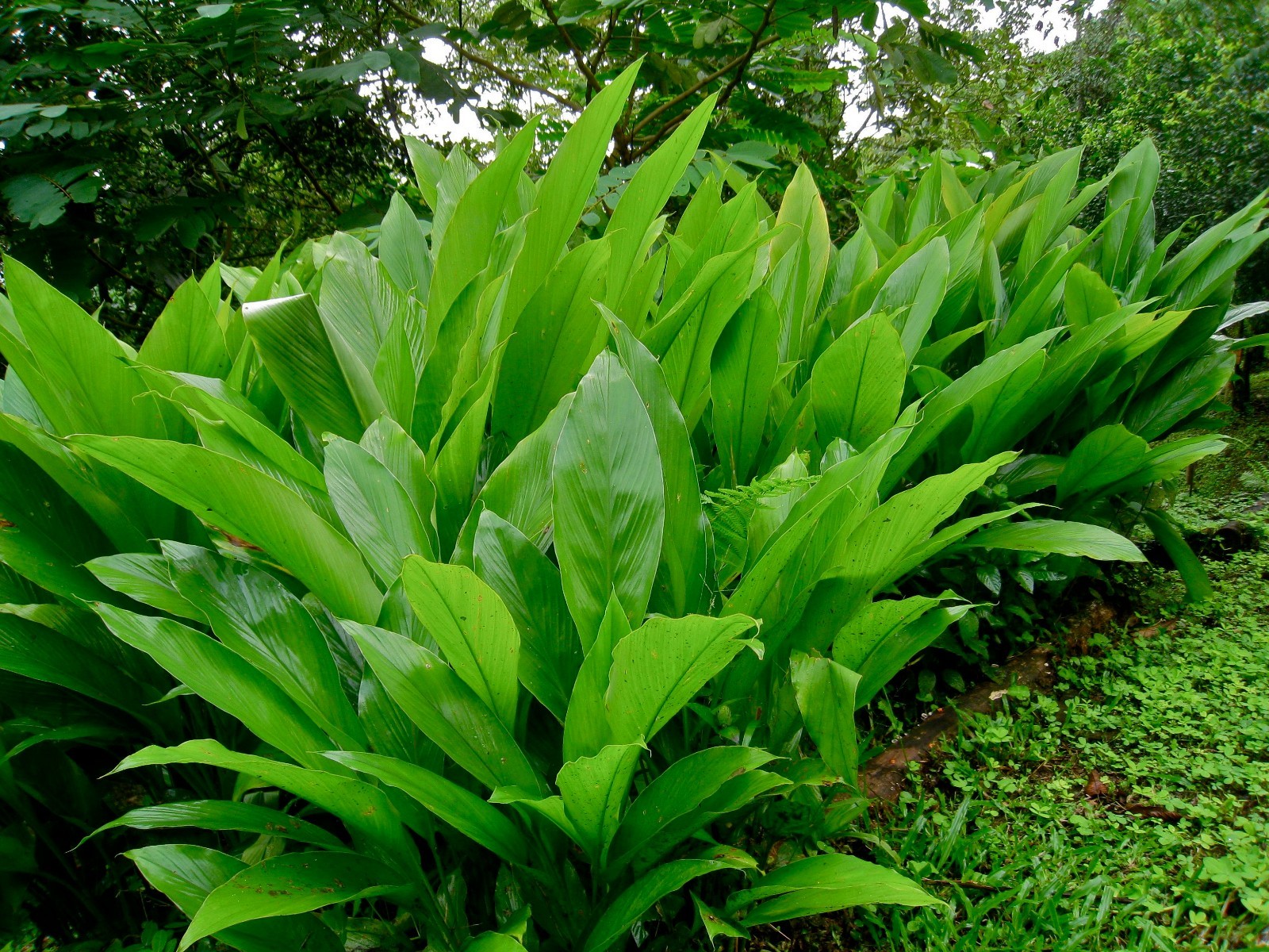 8 live Turmeric (Curcuma Longa) roots to plant or eat, USA seller
