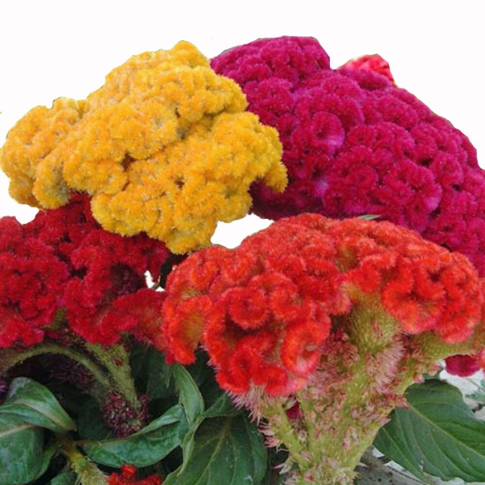 Celosia CRISTATA Mixed Cockscomb Dried Flowers Cutflowers Non-GMO 100 Seeds!