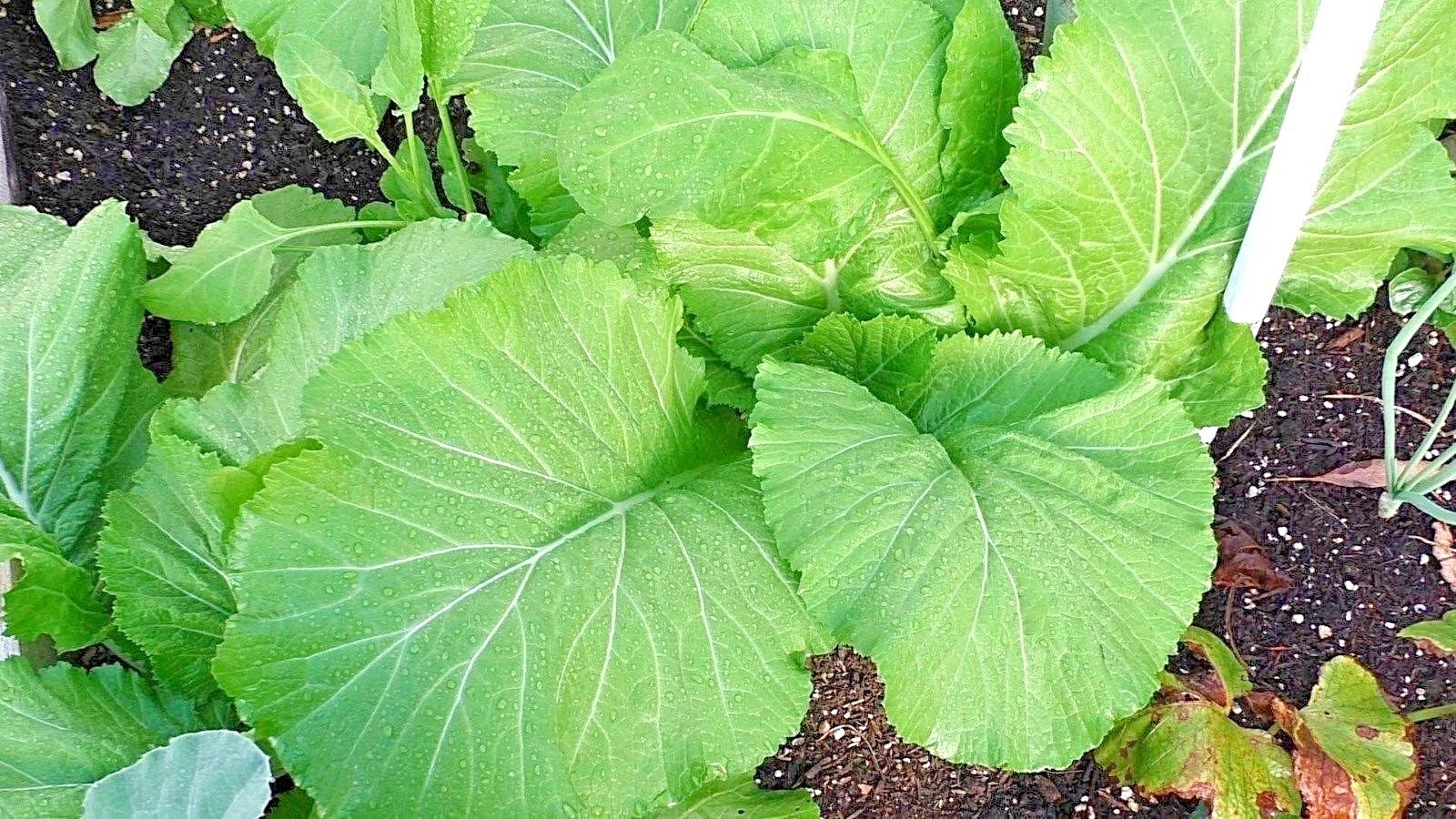 600+Florida Broadleaf MUSTARD GREENS Seeds Organic Spring Fall Garden Container