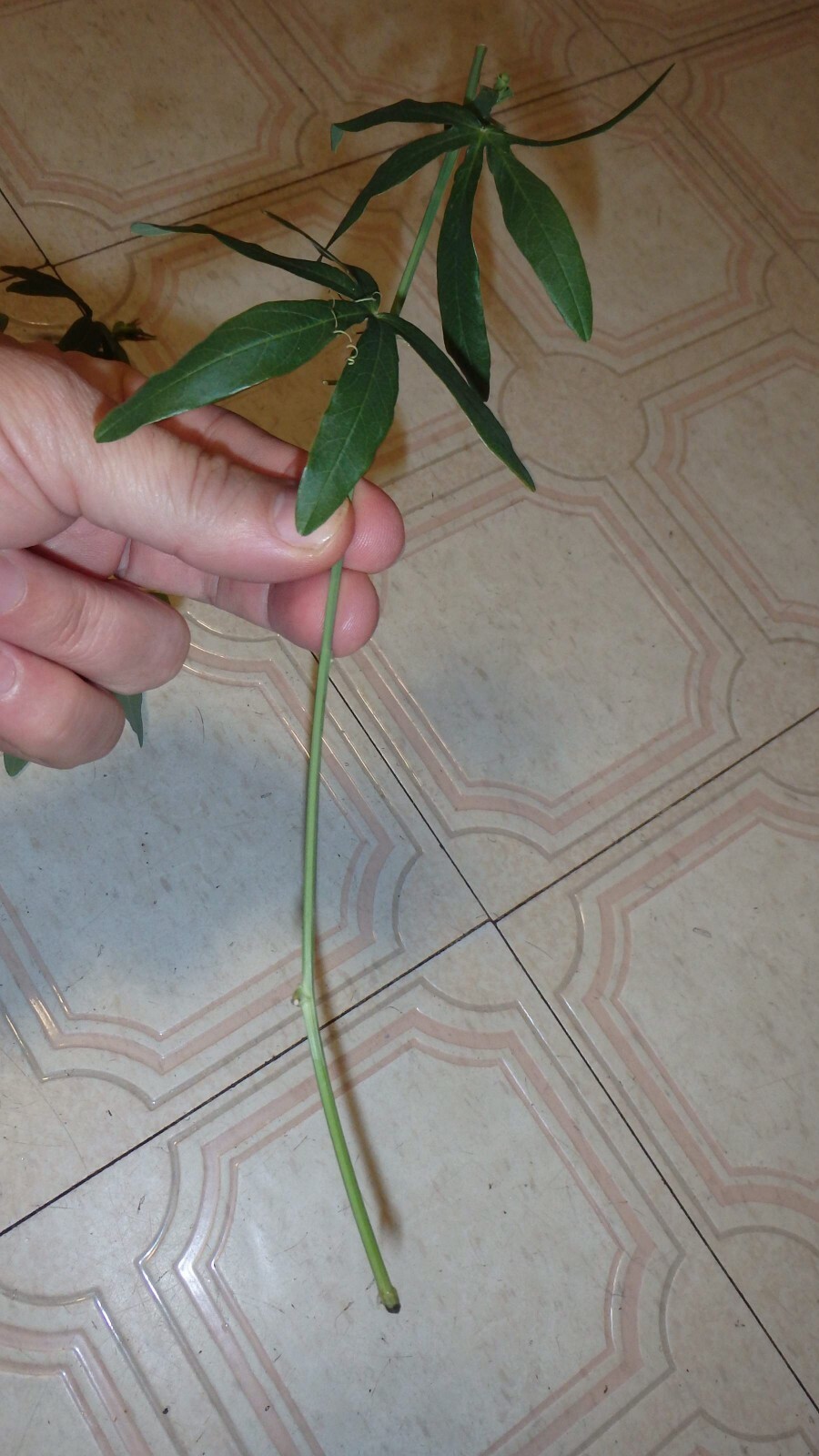 Passiflora Caerulea 15 cuttings, Blue Passion flower vine, 6-8 inches long each