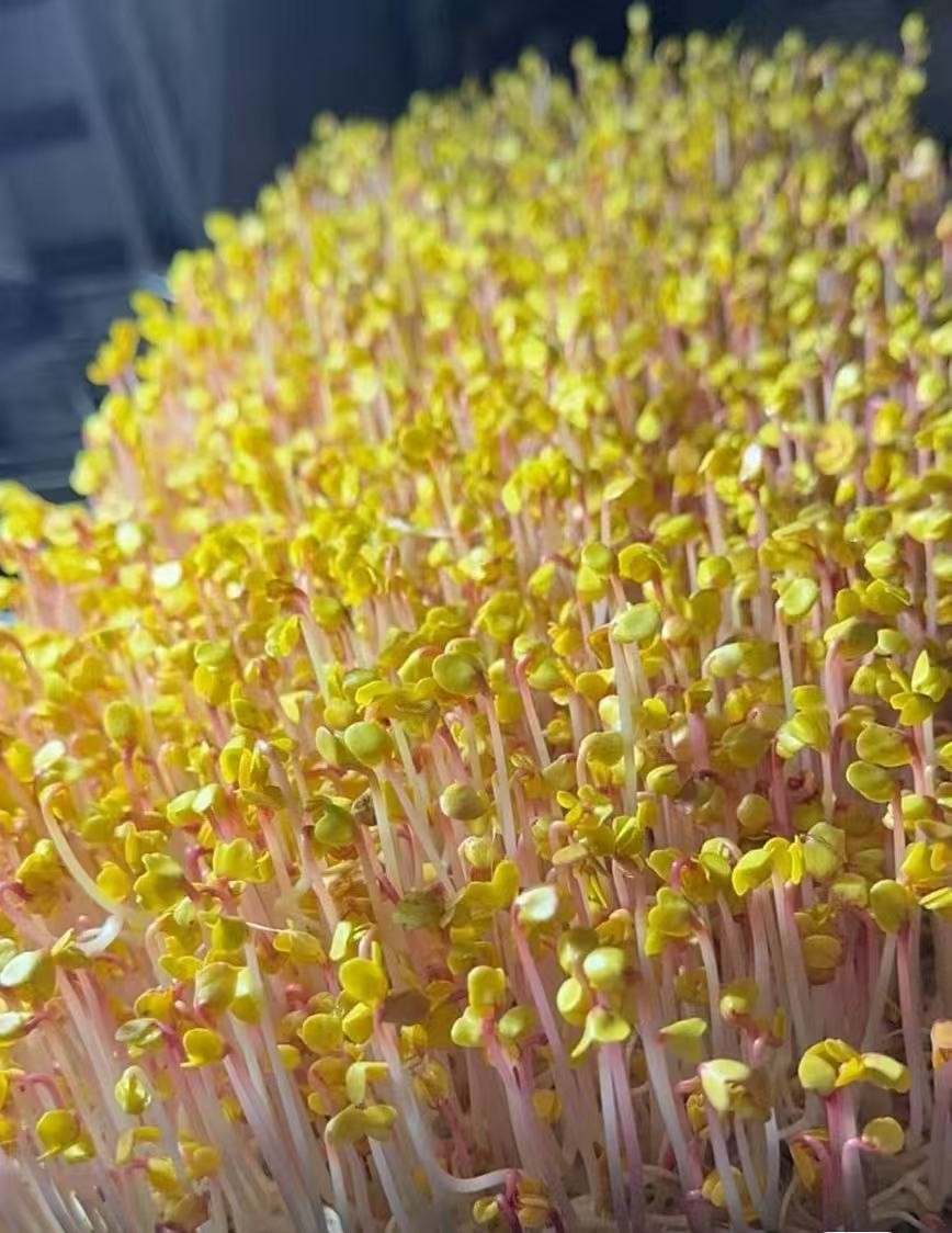 Micro Vegetables Radish Sprout Seeds | White Red Green Mix | 1LB Hydroponic