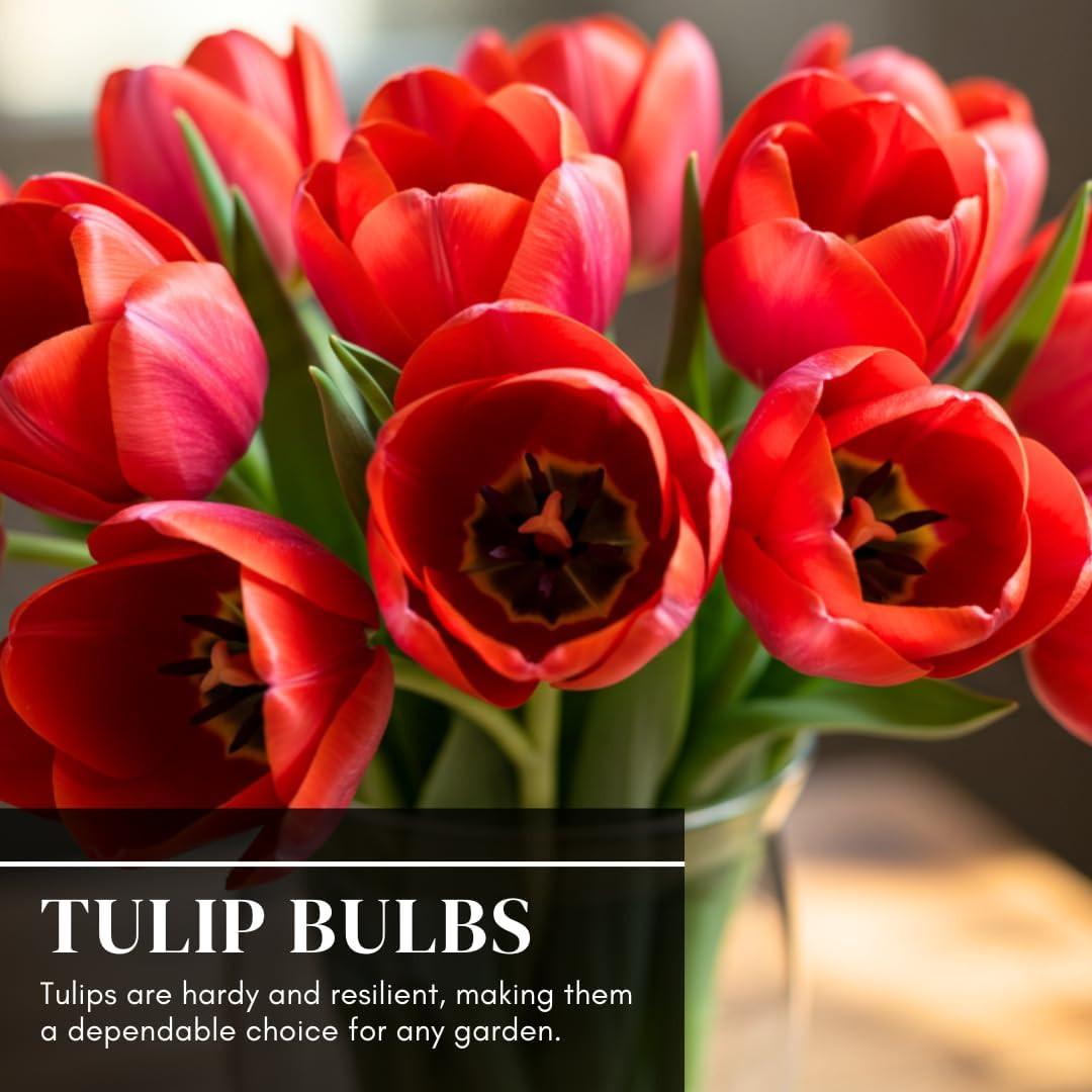 Best Red Tulip Bulbs for Planting – Easy to Grow – Fall Planting Flowers – Br…
