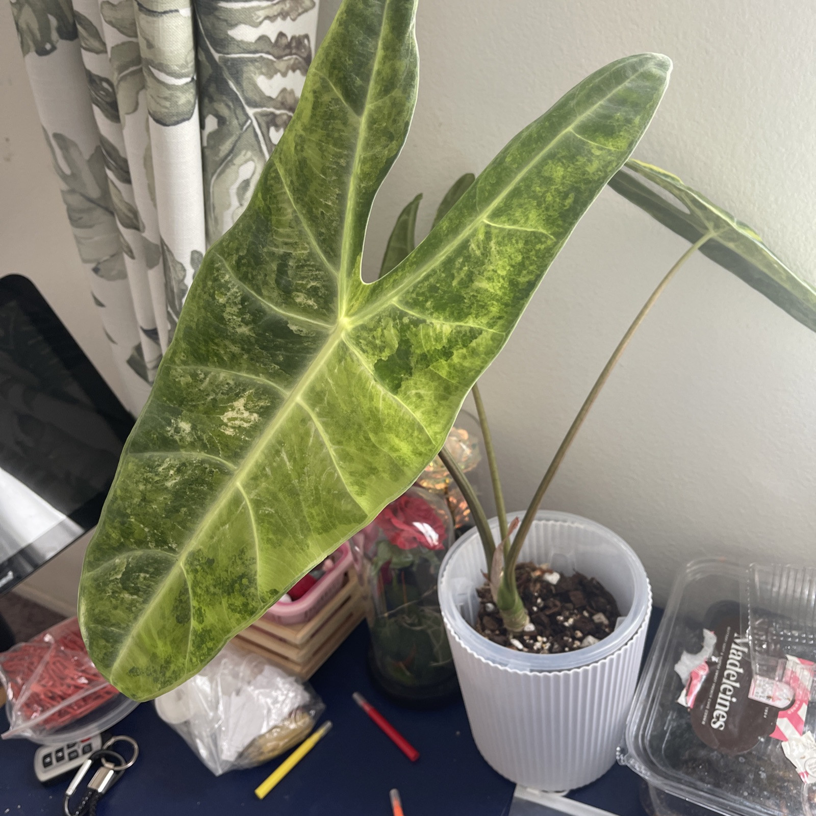 us Seller alocasia longiloba variegated. mother Size