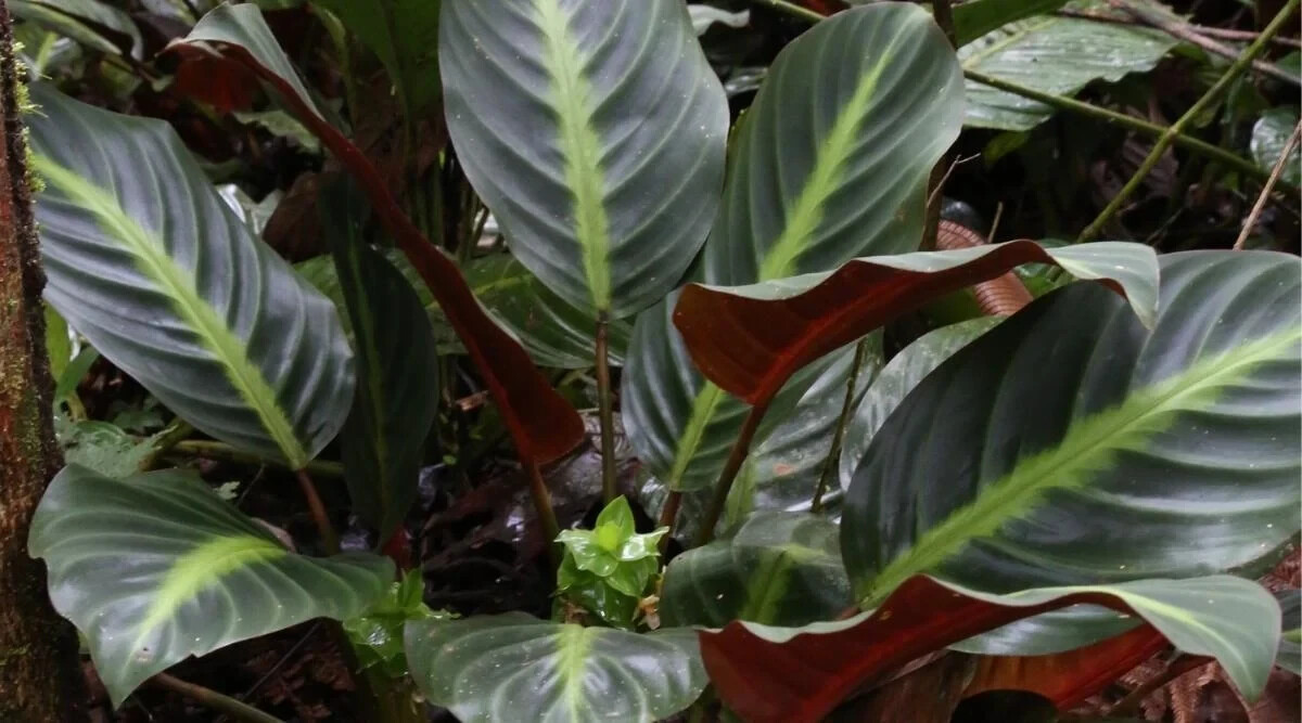 25+ Ecuadoriana Calathea Seeds for Garden Planting – USA – FREE SHIPPING!