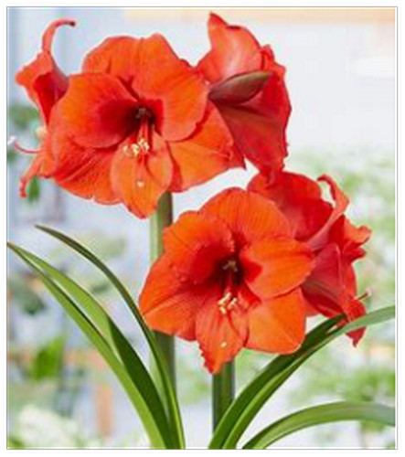 Amaryllis 25 +Seeds