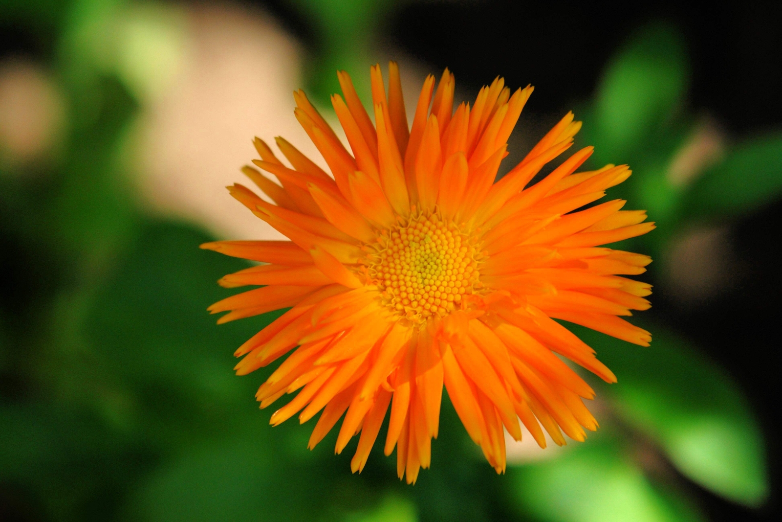 50 RADIO MARIGOLD English Calendula Officinalis Orange Yellow Flower Seeds