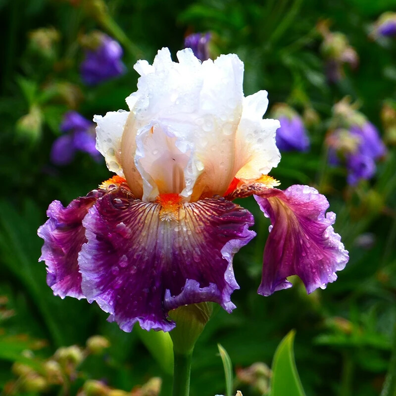 PICK YOUR BEARDED IRIS – CHOOSE FROM 30 DIFFERENT VARIETIES!!! BULBS RHIZOMES