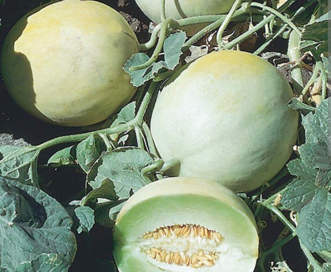 Green Sweet HoneyDew Melon seed NO-GMO seeds garden Heirloom