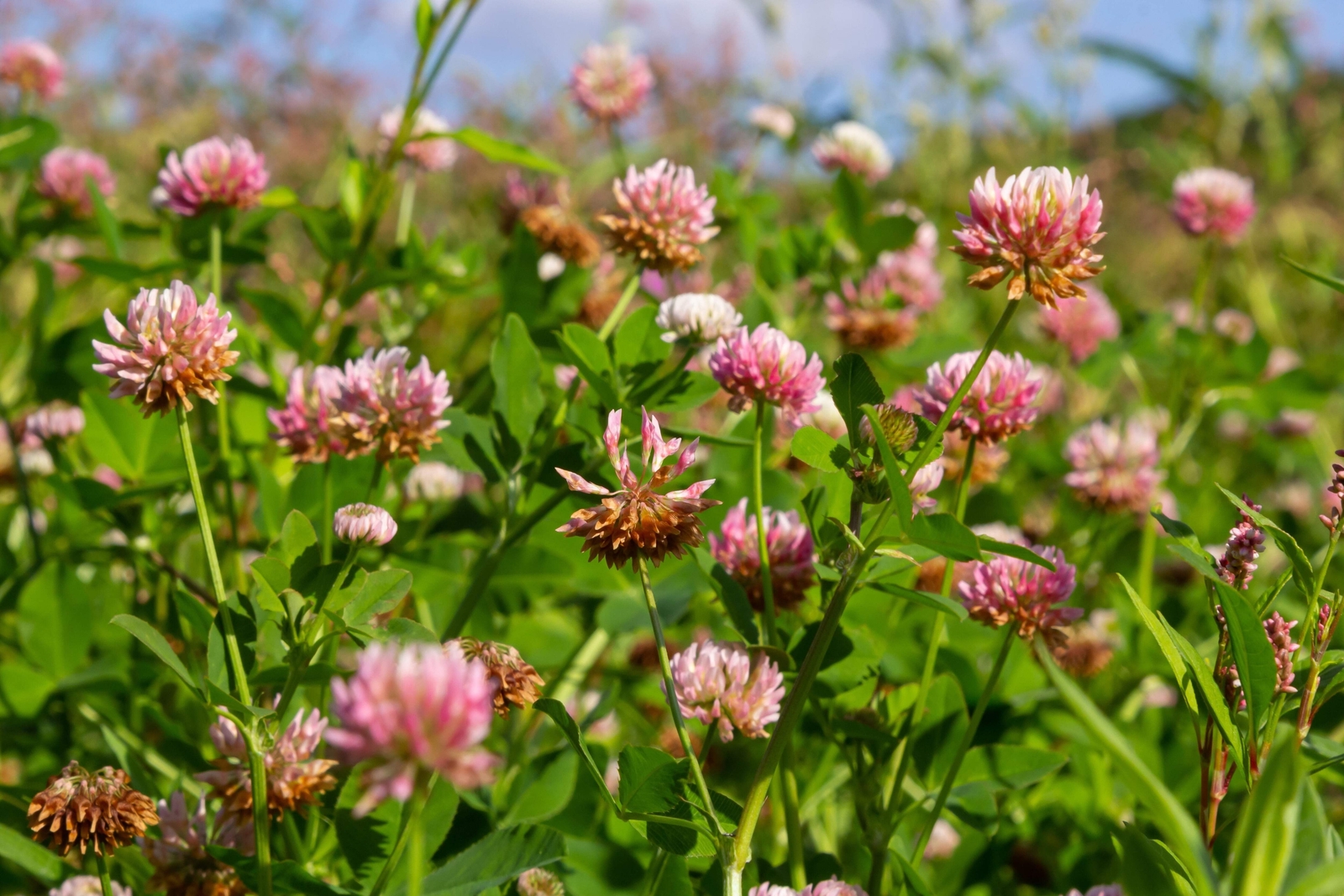 1500 ALSIKE CLOVER Trifolium Hybridum Pink & White Flower Legume Seeds *FlatShip