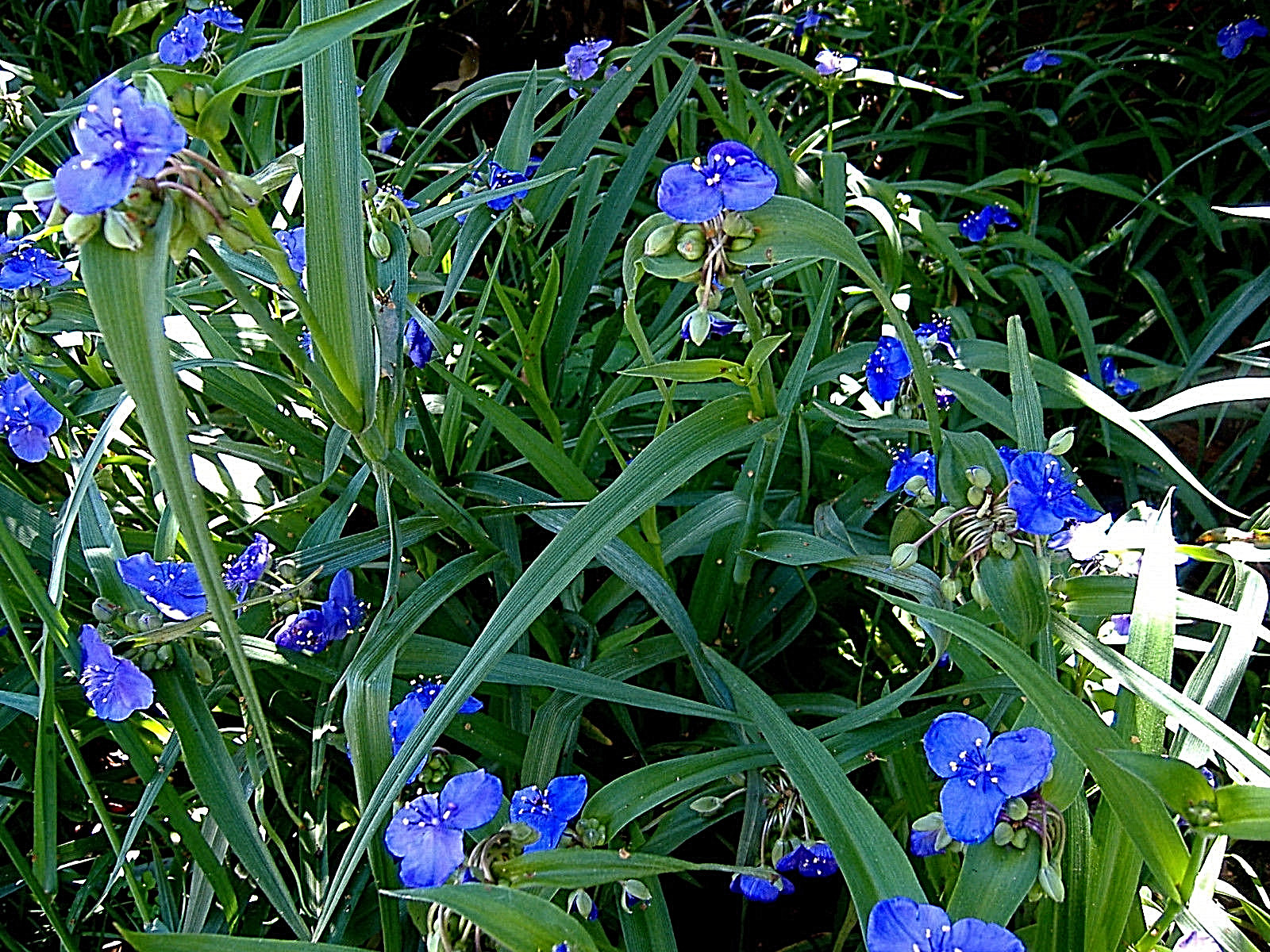 20+ SPIDERWORT TRADESCANTIA FIBROUS BARE ROOTS USDA ZONE 4~9