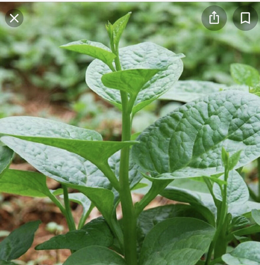 50+ Green Malabar Short Vine Spinach Seeds -Vietnamese Mung Toi Khong leo USA