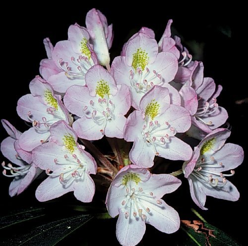 Rosebay Rhododendron, Rhododendron maximum, Shrub Seeds (Showy Evergreen)