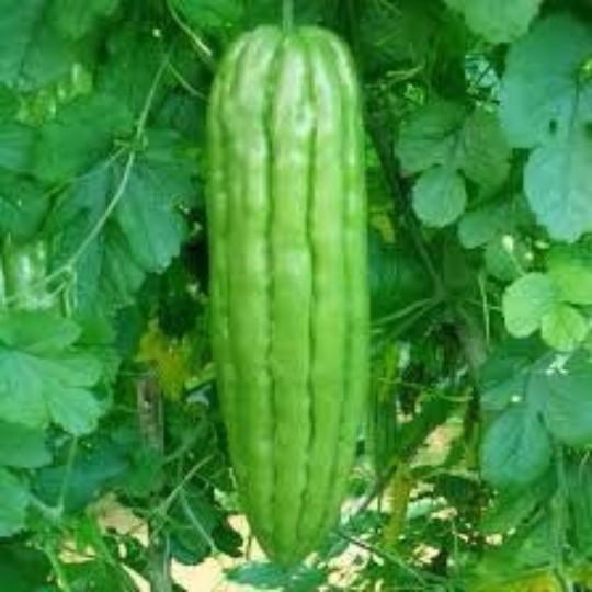 100 khổ qua Green Skin Bittermelon Seeds; Bitter Melon 青皮苦瓜; 96% germination