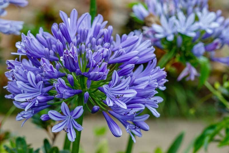 50 Seeds Lily of the Nile Blue Agapanthus African Lily