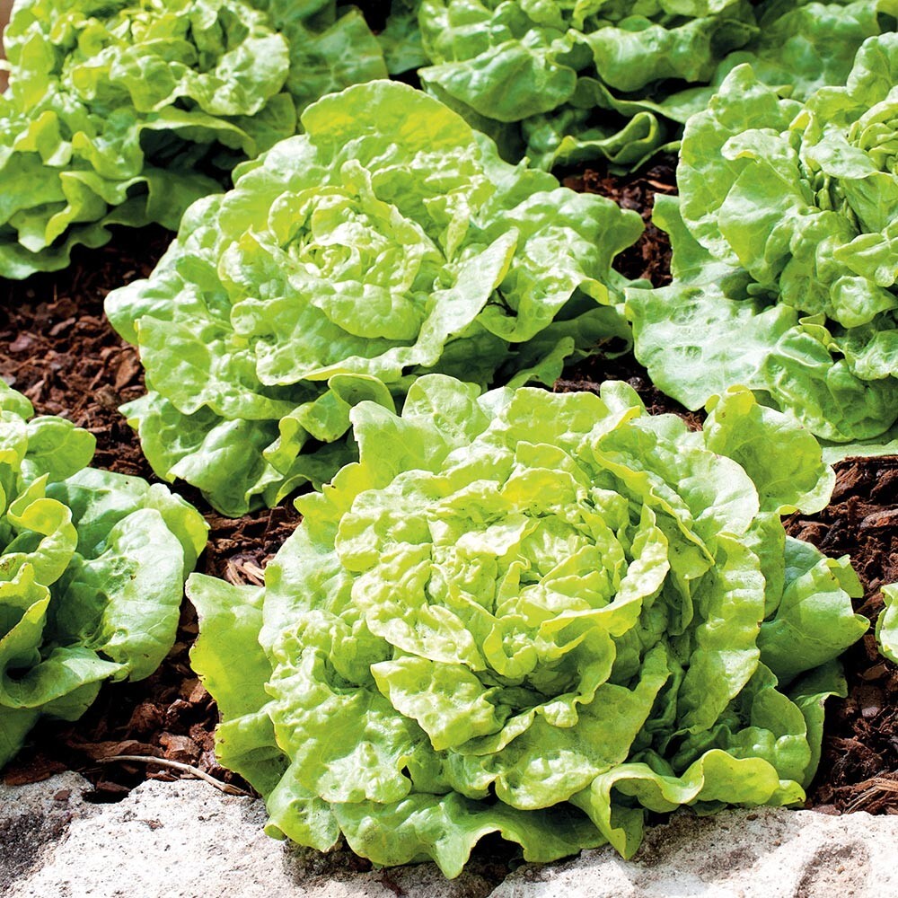 400+TOM THUMB Seeds Romain Leaf Lettuce Organic Spring Fall Garden Container #78