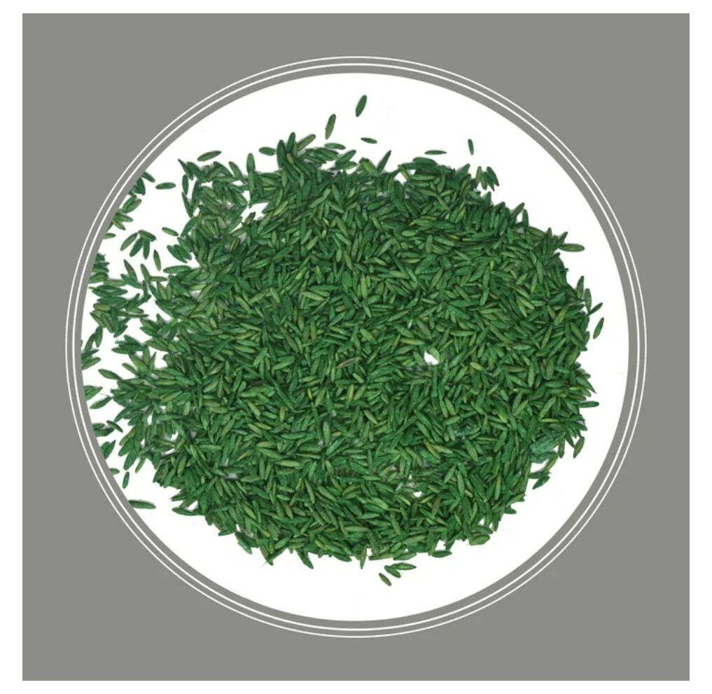 Pennington Contractors Central Grass Seed Mix, for Sun to Partial Shade, 7 Lb.