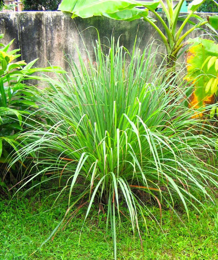 West Indian Lemongrass Seeds | Citronella Lemon Grass Mosquito Repellent 2025