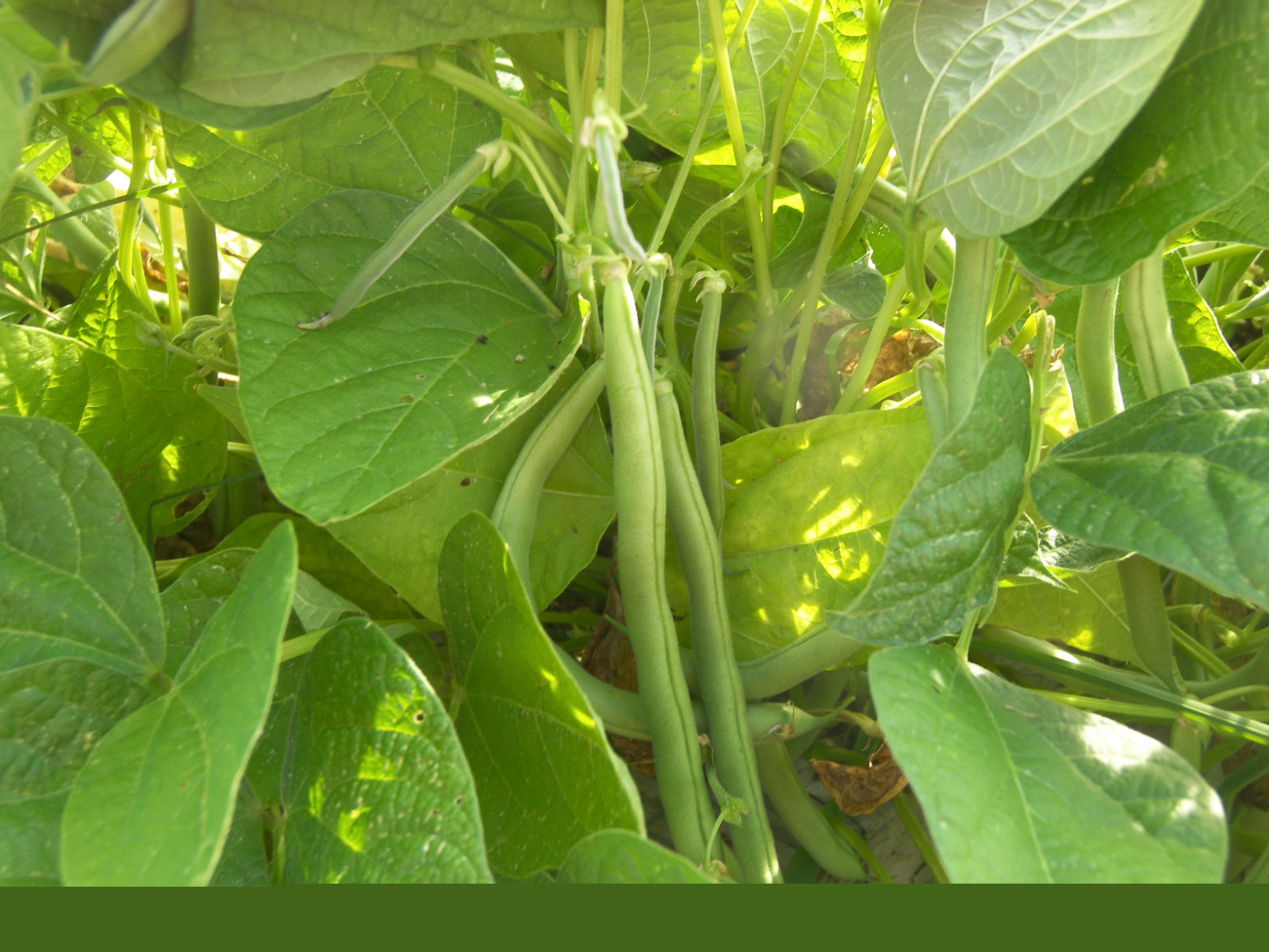 Beans, Jade Bush Beans, 1/2 Pound Non-Gmo, Heirloom, Organic, Amish Seeds.