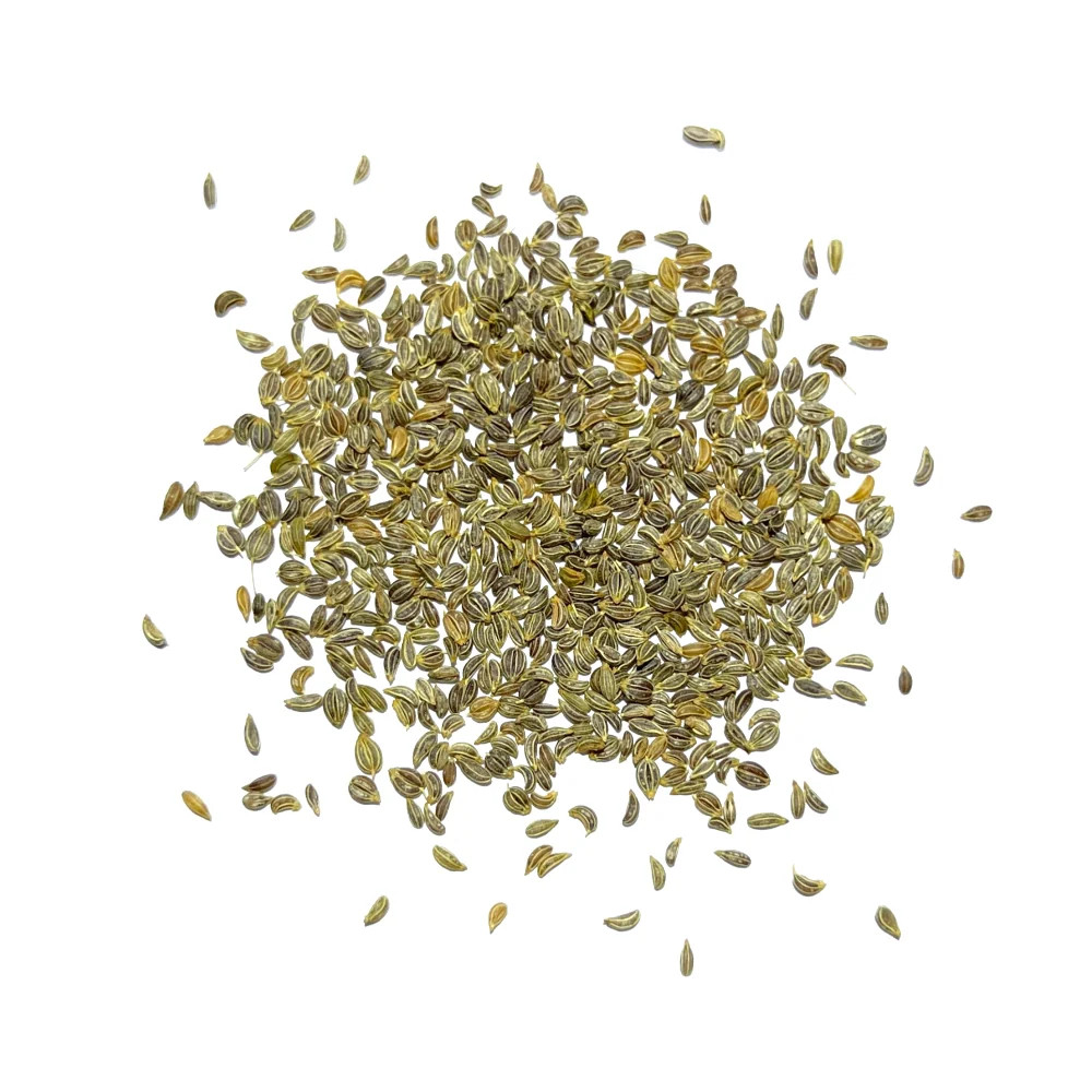 Italian Flat Leaf Parsley Seeds For Planting (Petroselinum crispum)