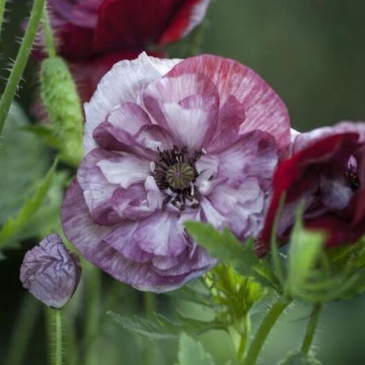 50+ Pandora Poppy seeds