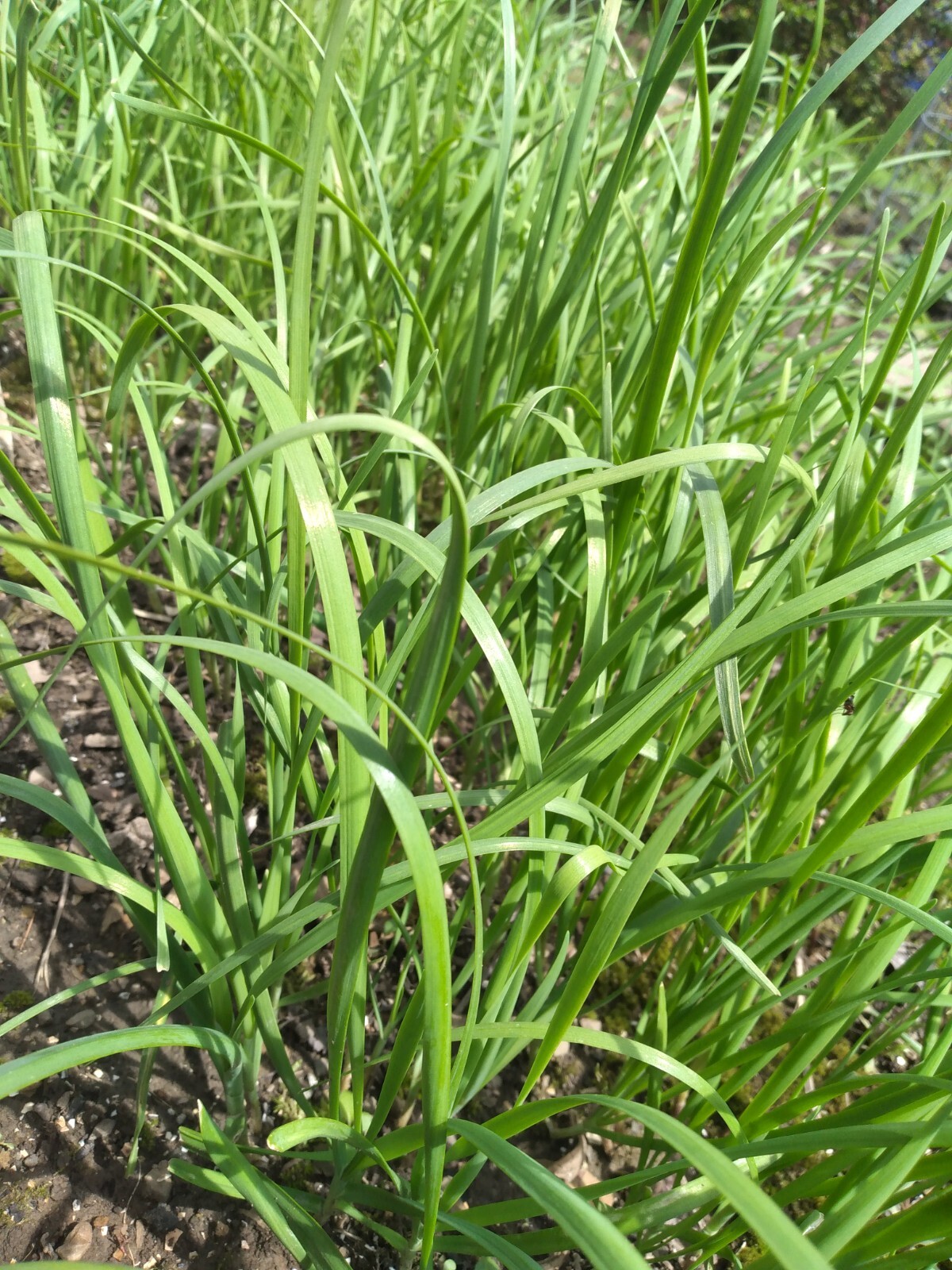 ON SALE 50 Garlic Chives Leek Plant Roots, Allium Tuberosum, Puerros , 韭菜根, 부추