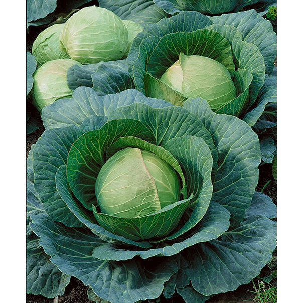 250 DANISH BALLHEAD CABBAGE SEEDS FRESH HARVEST FOR GARDENS