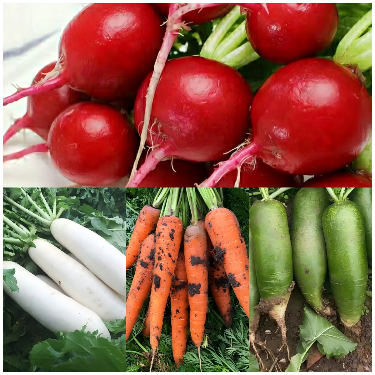 16 Varieties Fall Vegetable Seeds Over 20,000 Seeds