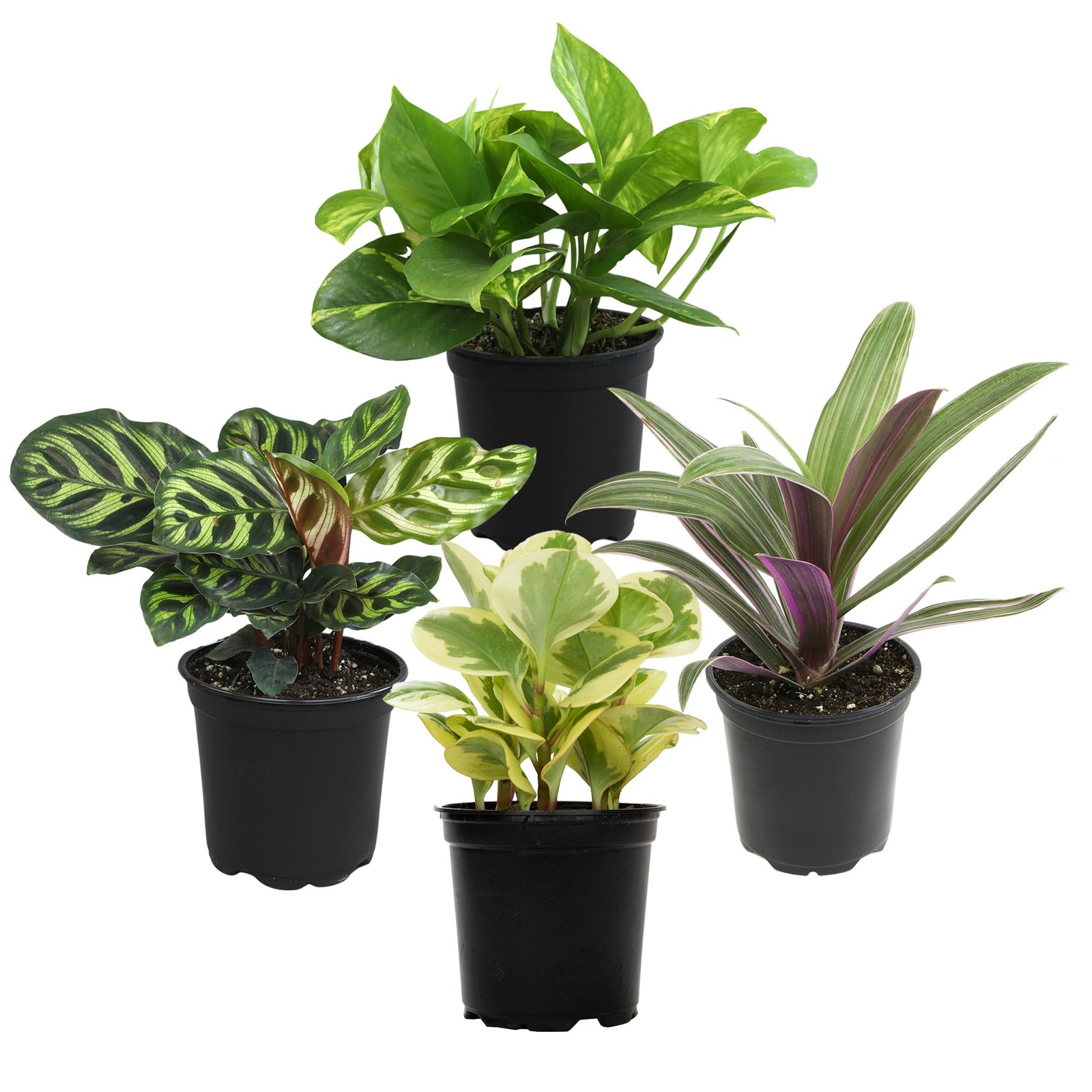 Essential Houseplant Collection (4PK) Live Plants Indoor Plants Live Housepla…