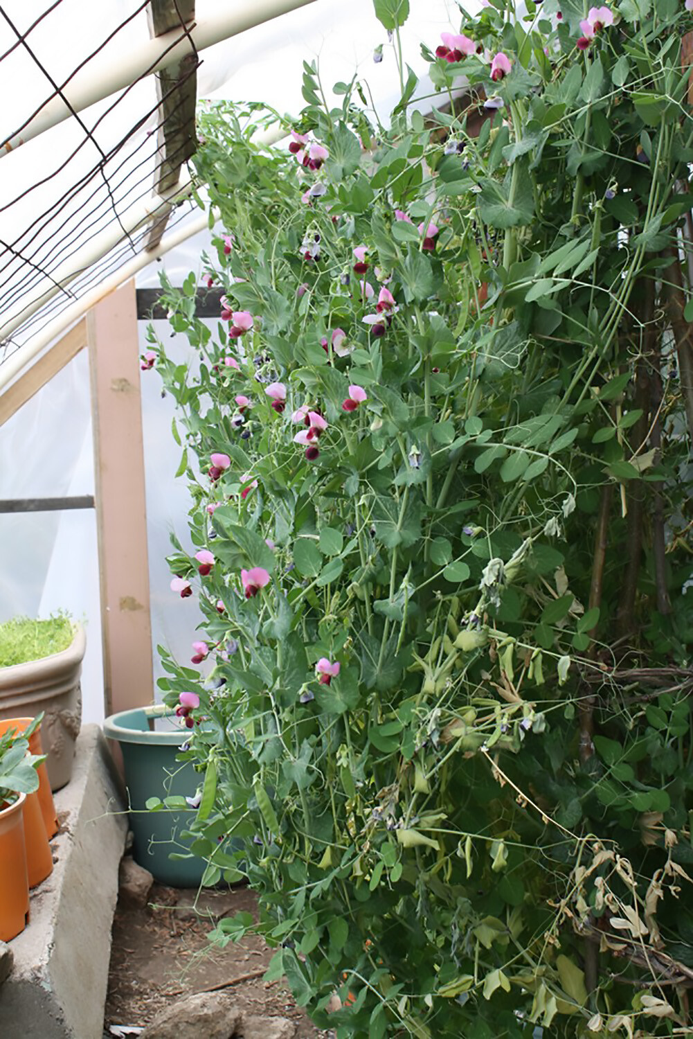 Snow Peas – Dwarf Grey Sugar (Chinese Pea Pod), Pisum sativum (65 Days)