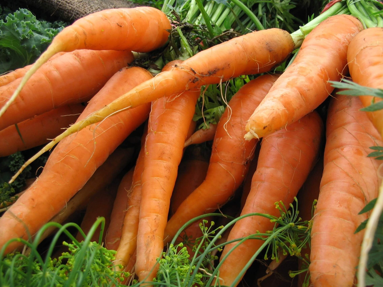 Scarlet Nantes Carrot Seeds, Early Coreless, NON-GMO, Variety Sizes, FREE SHIP