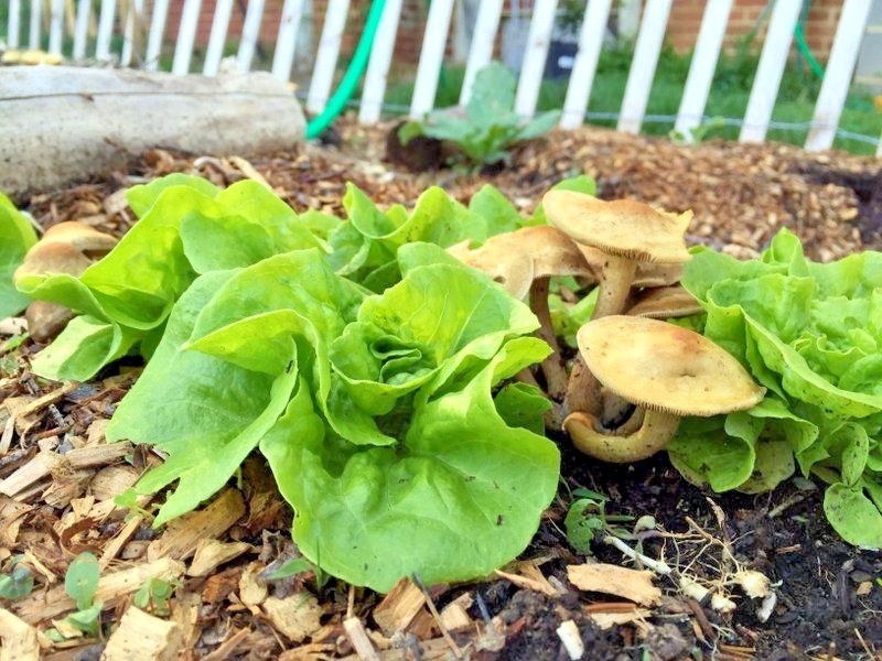 601+TOM THUMB Seeds Romain Leaf Lettuce Organic Spring Fall Garden Container
