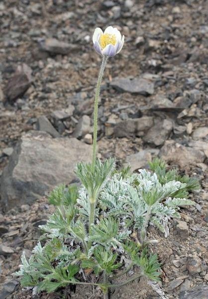 Anemone occidentalis | Western Pasqueflower | 20 Seeds