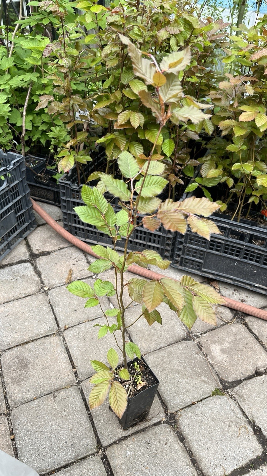 Fagus sylvatica Purpurea Copper Beech, 2 year old plant 20-26 inches tall